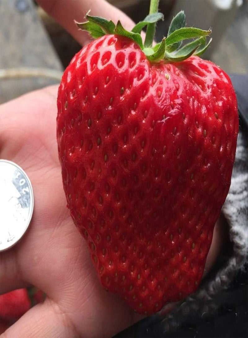 GGOOT 120Pcs Delicious Strawberry Seeds,Home Garden Bonsai Pot Climbing Fruit Plant for Planting Garden Yard Outdoor 1 Strawberry Seeds - Image 1