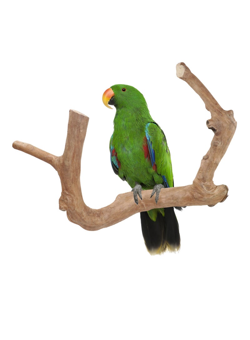 CHEWY BEAK Birds wooden perch, solid java wood stick, for cockatoo parrots and african gery parrots suitable for all bird cages - Image 1