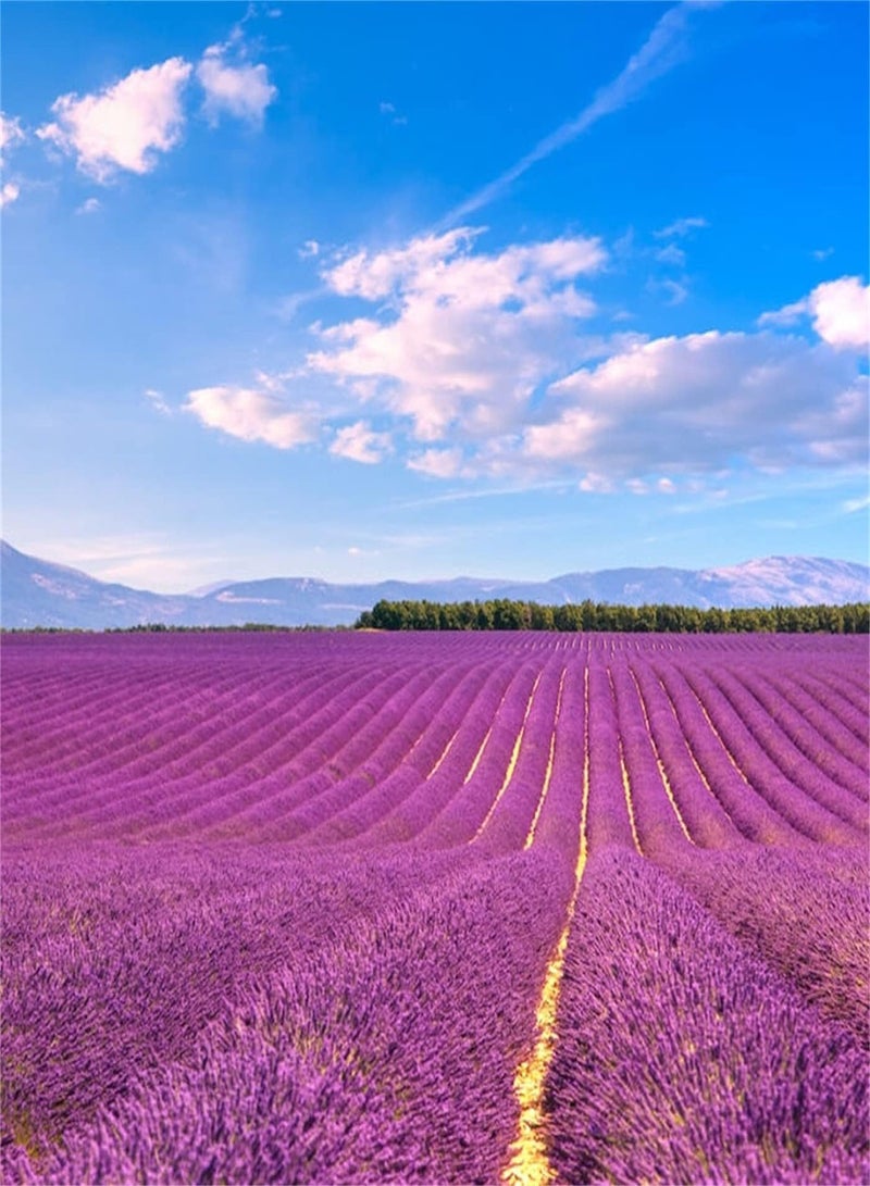 GGOOT Lavender Seeds/Garden Collection Gift/Charming Fragrance/Potted Garden Plants/Enjoy Fun of Planting/Perennial Herb/Heirloom Garden Seeds-500pcs - Image 3