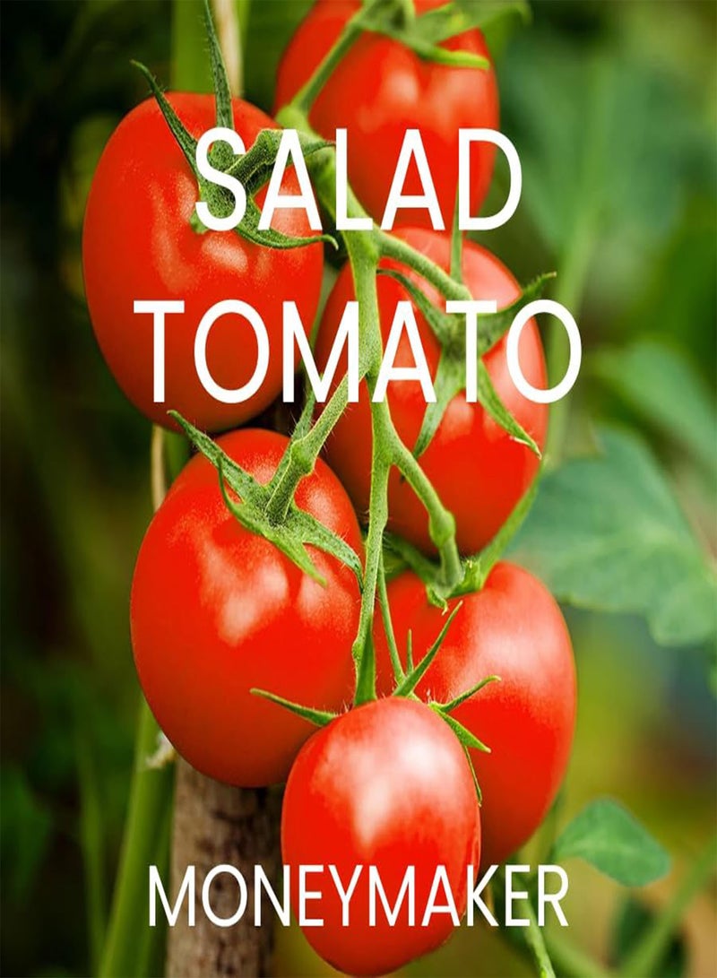 GGOOT Heirloom Tomato Seed Multi Pack Kit - 4 Speciality Varieties for Home Growing Tomato Seeds - Image 4