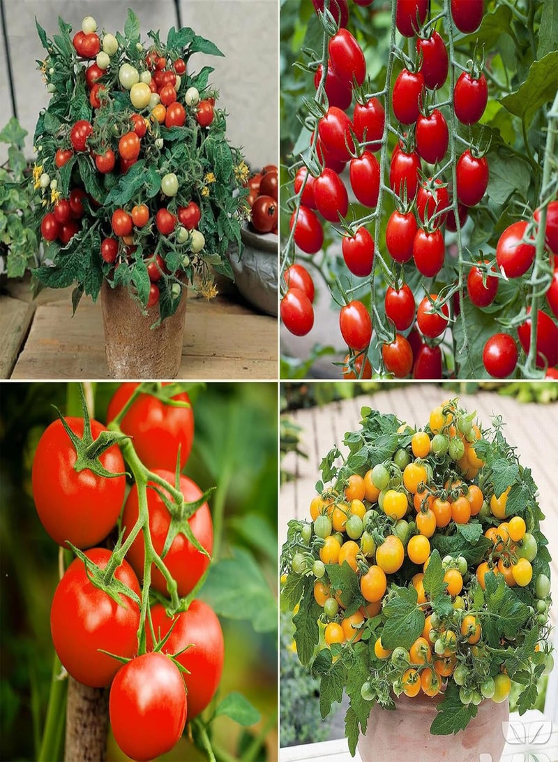 GGOOT Heirloom Tomato Seed Multi Pack Kit - 4 Speciality Varieties for Home Growing Tomato Seeds - Image 1