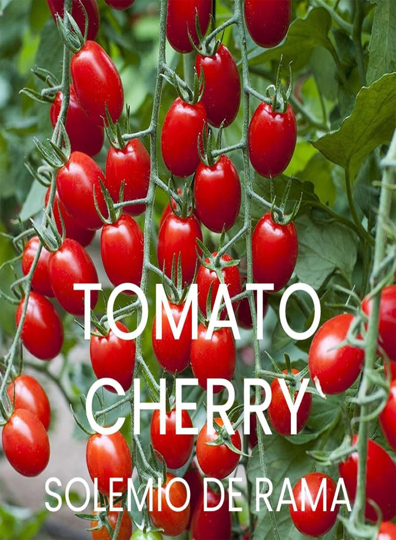 GGOOT Heirloom Tomato Seed Multi Pack Kit - 4 Speciality Varieties for Home Growing Tomato Seeds - Image 3