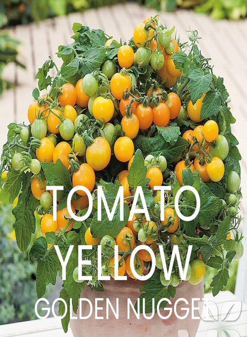 GGOOT Heirloom Tomato Seed Multi Pack Kit - 4 Speciality Varieties for Home Growing Tomato Seeds - Image 5