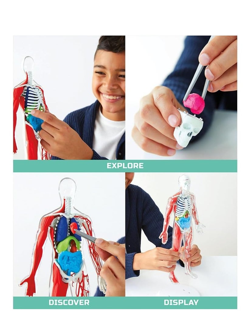 Discovery Mindblown - 3D Human Anatomy Kit - Image 5