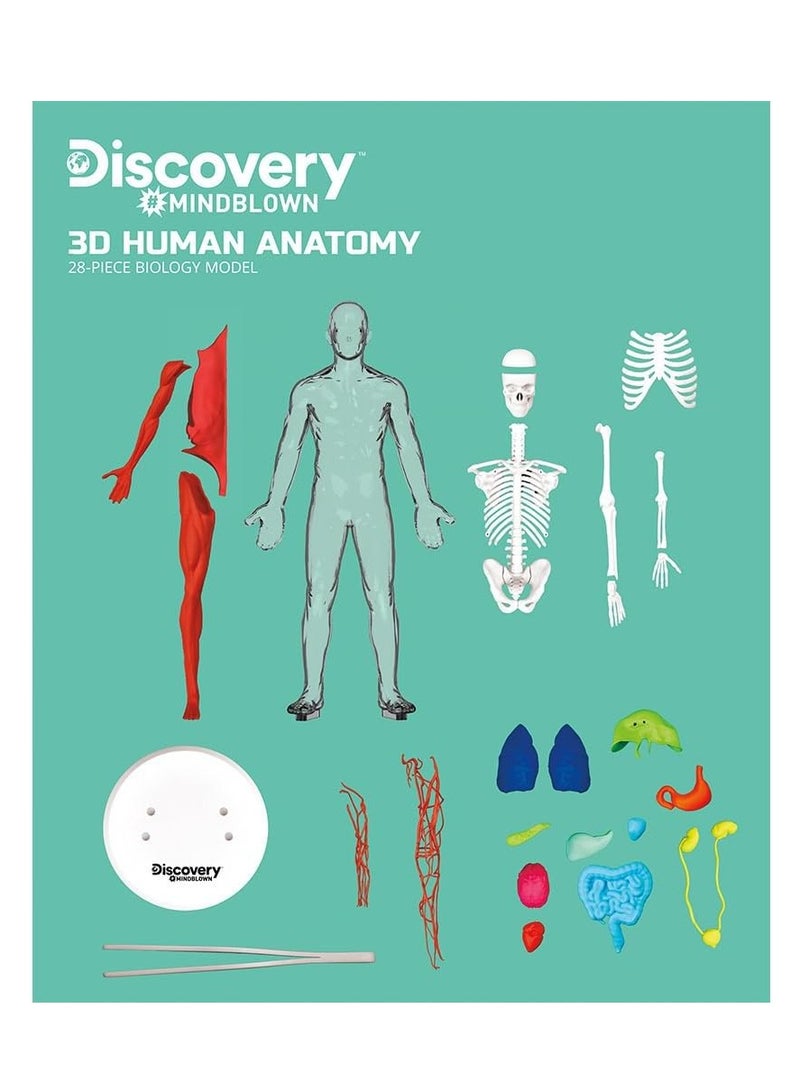 Discovery Mindblown - 3D Human Anatomy Kit - Image 3