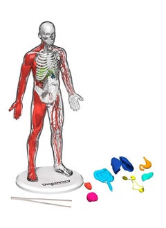 Discovery Discovery Mindblown - 3D Human Anatomy Kit  - Image 1
