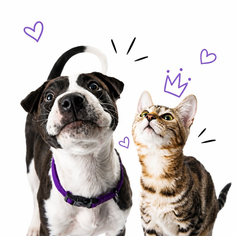 Cute Dog and Cat Print Decorative Throw Pillow Cover Soft Square Cushion Cover for Sofa Bed Living Room - Image 1