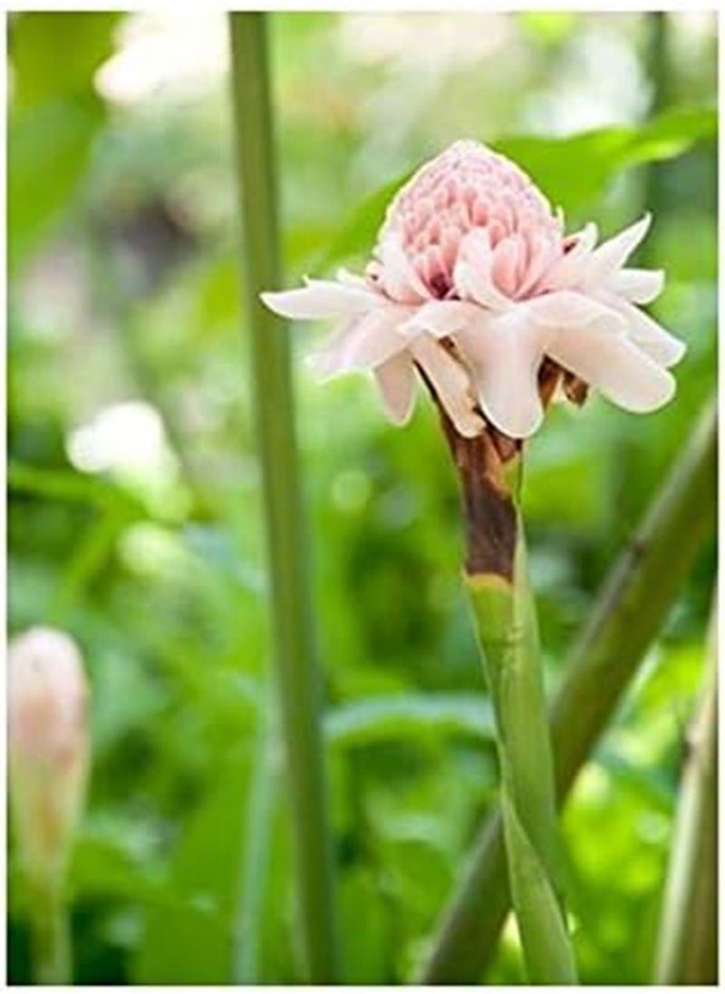 GGOOT seeds Etlingera elatior Pink (Torch Ginger)   25 Seeds  - Image 1