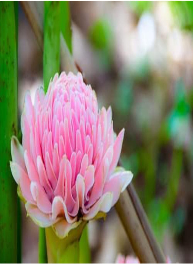 GGOOT seeds Etlingera elatior Pink (Torch Ginger)   25 Seeds  - Image 2
