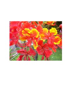 Red Bird Red Bird of Paradise Caesalpinia Pulcherrima Barbados Peacock Flower Jocad (10 Seeds)  - Image 2