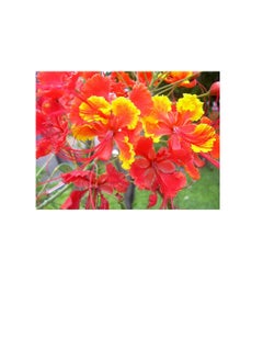 Red Bird Red Bird of Paradise Caesalpinia Pulcherrima Barbados Peacock Flower Jocad (10 Seeds)  - Image 1