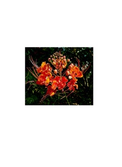 Red Bird Red Bird of Paradise Caesalpinia Pulcherrima Barbados Peacock Flower Jocad (10 Seeds)  - Image 3