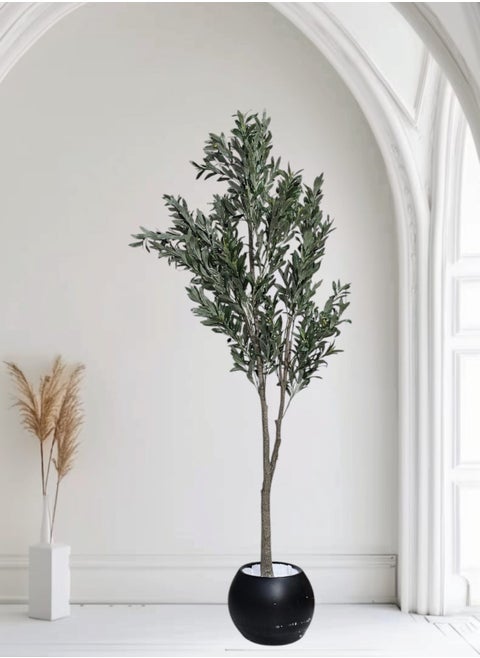 Fruitful olive tree with a large black pot with an attractive design, make your home more elegant, 220 cm