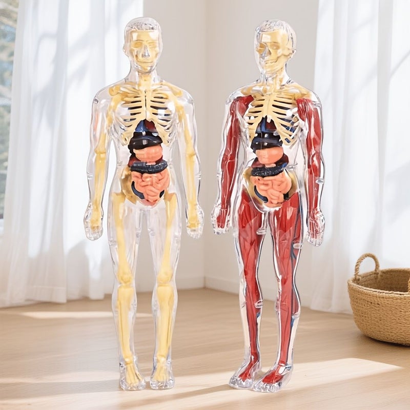 Disassemblable Human Skeleton Model With Full Organs 3D Medical Anatomy Toy - Image 3