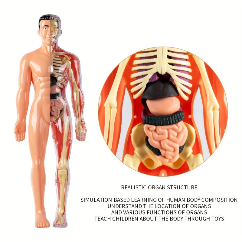 Disassemblable Human Skeleton Model With Full Organs 3D Medical Anatomy Toy - Image 4