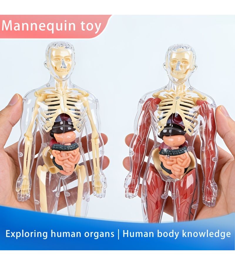 Disassemblable Human Skeleton Model With Full Organs 3D Medical Anatomy Toy - Image 1