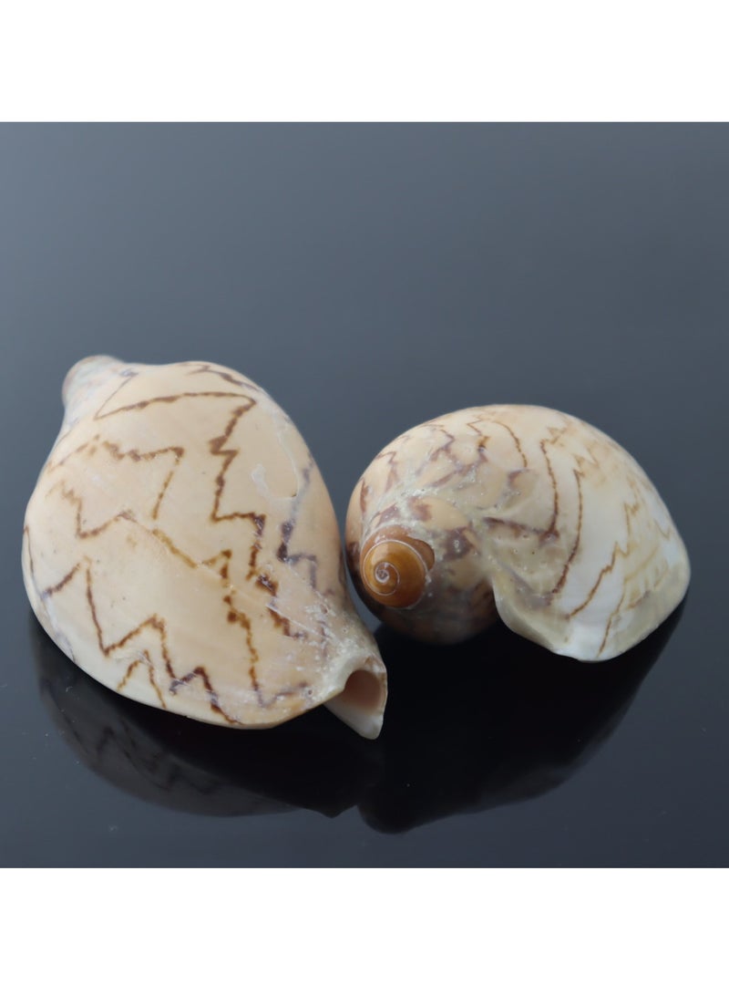 Aquarium terrarium natural shell