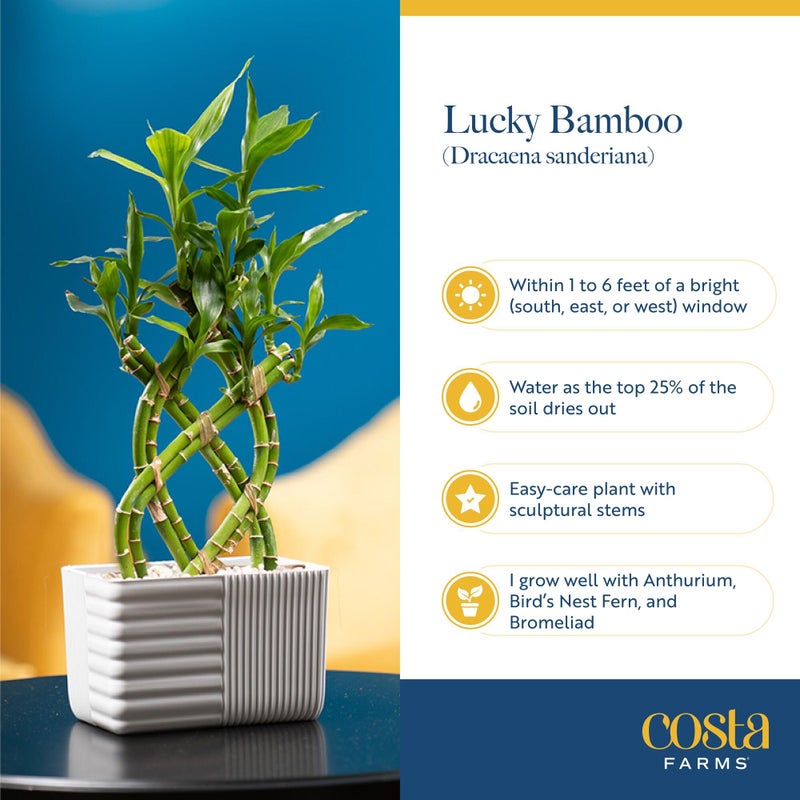 Costa Farms Lucky Bamboo Plant, Easy to Grow Live Houseplant in Indoor Bamboo Pot, Potting Mix, Grower's Choice, Birthday Gift, Home, Office, Plant Shelf Zen Room Decor, 12-Inches Tall - Image 5