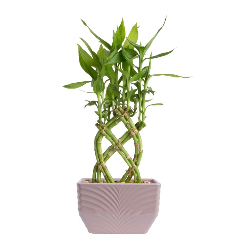 Costa Farms Lucky Bamboo Plant, Easy to Grow Live Houseplant in Indoor Bamboo Pot, Potting Mix, Grower's Choice, Birthday Gift, Home, Office, Plant Shelf Zen Room Decor, 12-Inches Tall - Image 1