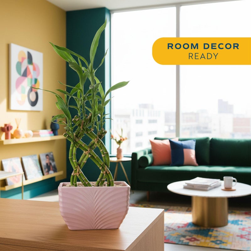 Costa Farms Lucky Bamboo Plant, Easy to Grow Live Houseplant in Indoor Bamboo Pot, Potting Mix, Grower's Choice, Birthday Gift, Home, Office, Plant Shelf Zen Room Decor, 12-Inches Tall - Image 2