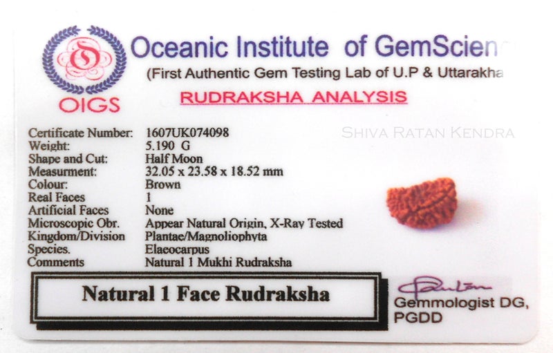 Maalavya Original god Shiva Buddah 1 mukhi face siddha rudraksha Evil Eye with Certificate - Image 2
