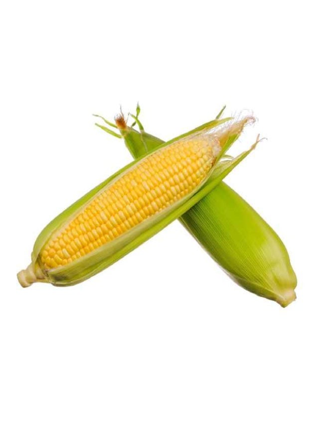 Sweet Corn , 500g (2 cobs), UAE