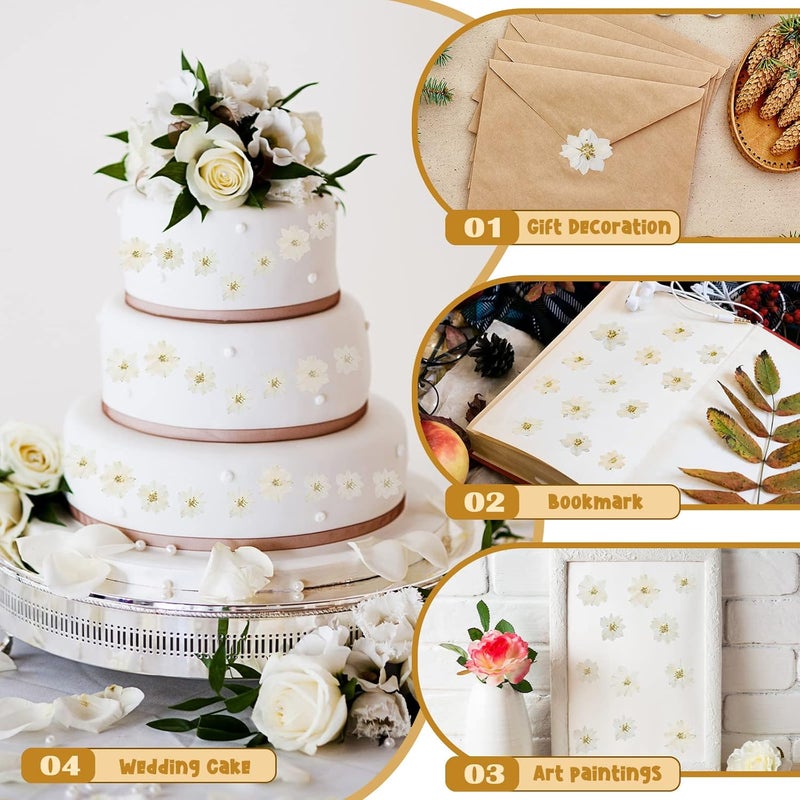 Woanger ووانجر 100 قطعة زهور مجففة مضغوطة زهور صغيرة جافة طبيعية حقيقية حشو راتنج للحرف اليدوية تزيين الشموع المجوهرات DIY صنع الفن أبيض - Image 3