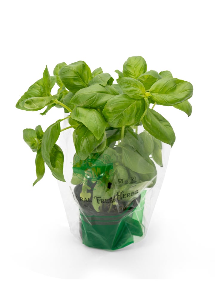 Basil In Pot