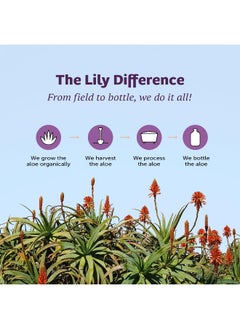 Lily Of The Desert Organic Aloe Vera Whole Leaf Preservative Free, 32 Fz - pzsku/Z395F294FB6CAD371DA9CZ/45/_/1740377478/57c1d5f8-3293-4f0b-9c81-2b3d8849f076