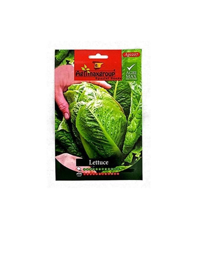 Agrimax Lettuce seeds by Agrimaxgroup - Image 2