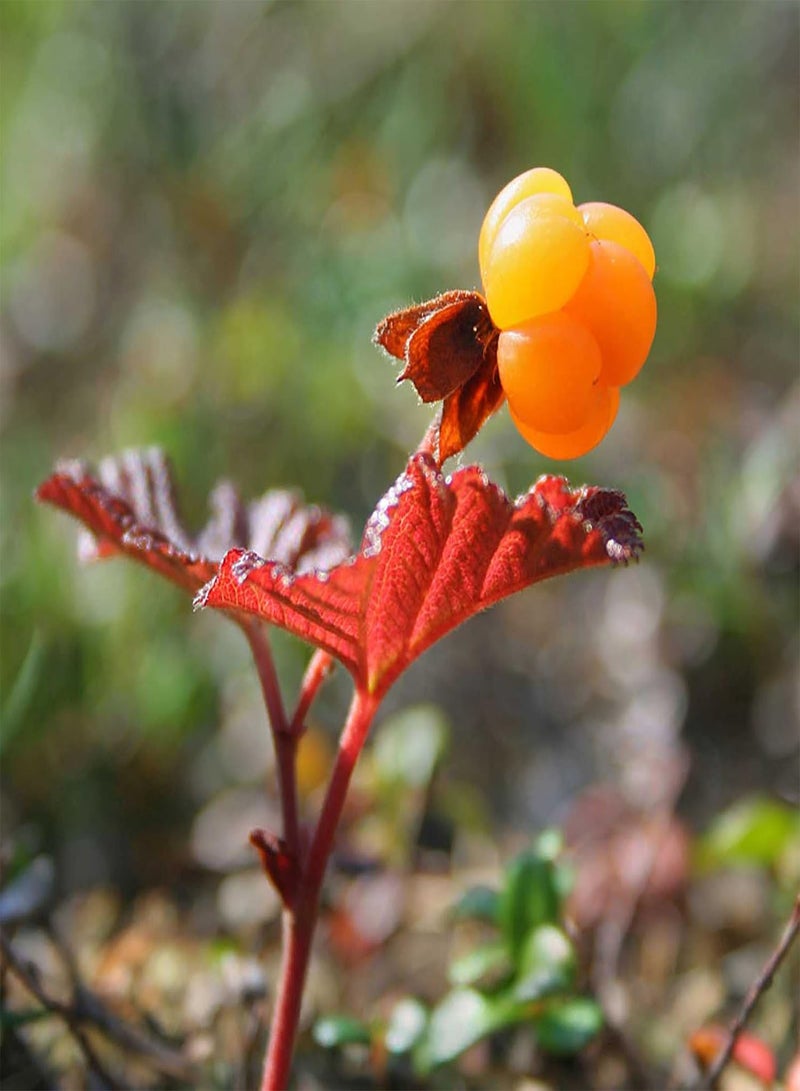 جي جوت 50 قطعة/كيس بذور، بذور فاكهة روبوس كاميموروس سريعة النمو صديقة للبيئة للاستخدام المنزلي - Image 4