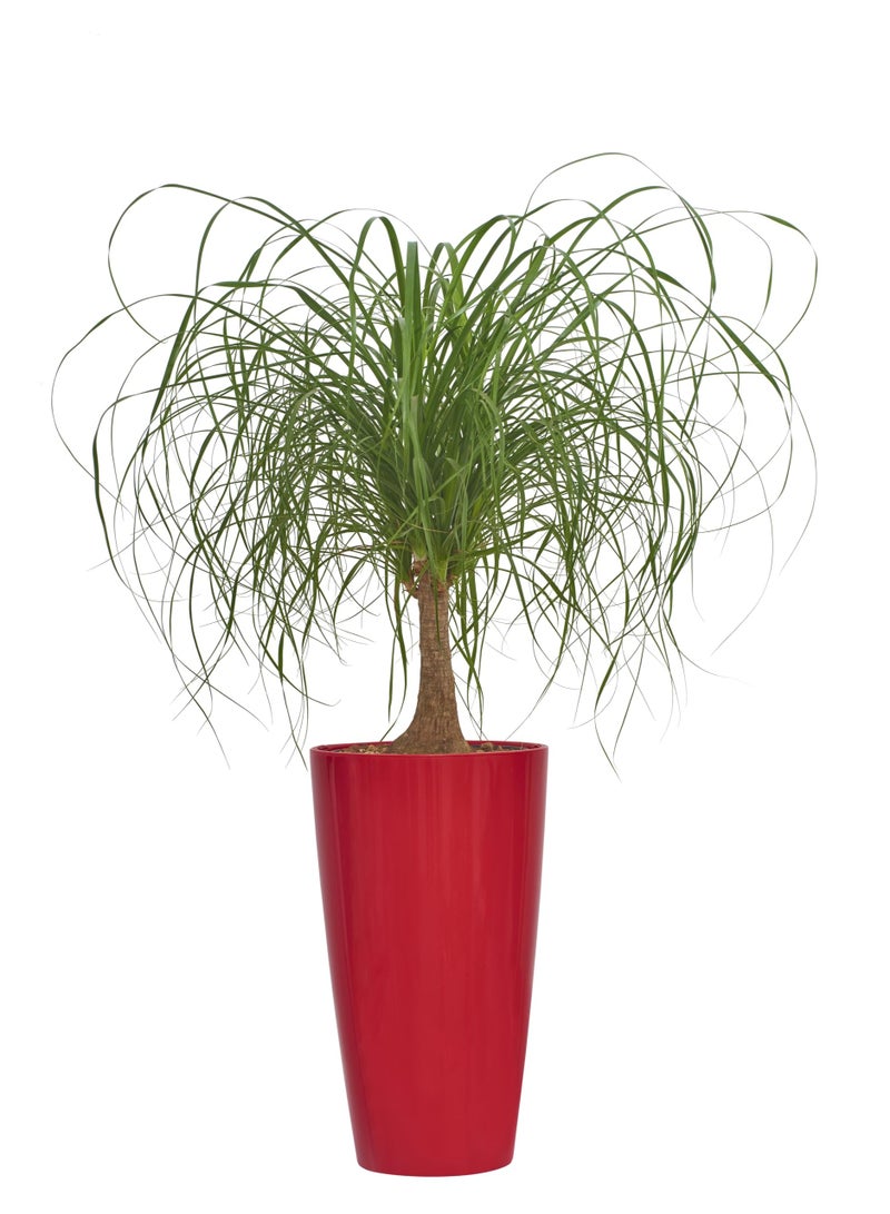 IDEL Large Planter Pot 55cm Living High Round –Big Indoor Outdoor Plant Pot Decorative Plant Container, Lightweight Durable Plastic, Multiple Colors – Made in Italy - by Idel - Image 1