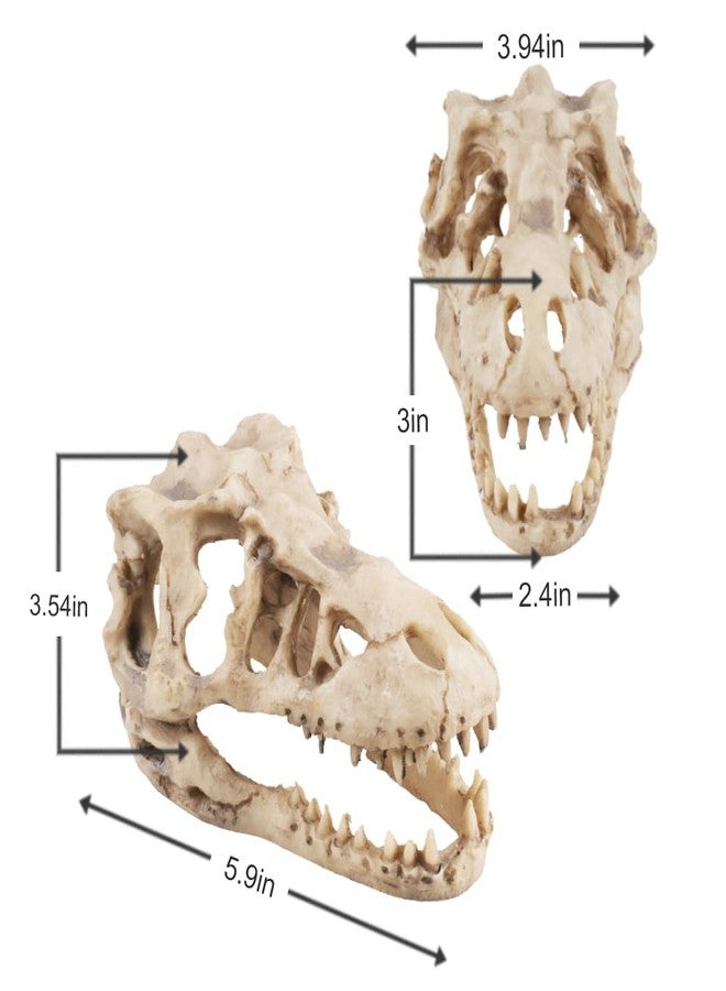 VibeNest Dinosaur Skull Aquarium Decoration - Natural Fish Tank Hideaway Cave, 6.3"x4"x4” Resin Ornament for Freshwater Tanks (6.3") - Image 5