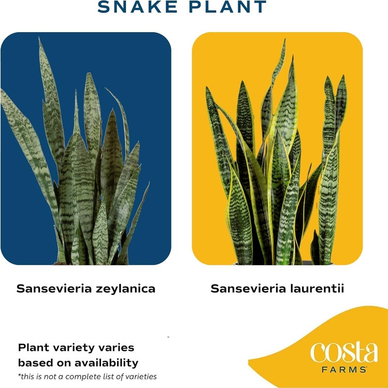 Costa Farms Snake Plant, Small Live Plant in Decorative Pot, Easy to Maintain, Air Purifying Succulent Indoor Houseplant, Assorted Variety, Home, Room, or Office DÃ©cor, 8-12 Inches Tall - Image 3
