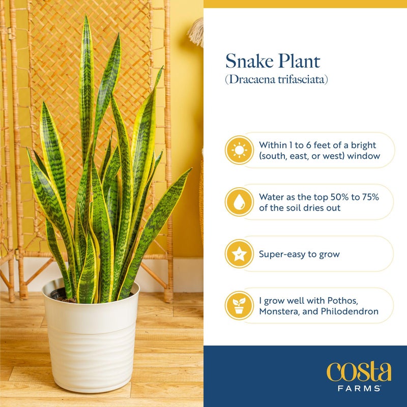 Costa Farms Snake Plant, Small Live Plant in Decorative Pot, Easy to Maintain, Air Purifying Succulent Indoor Houseplant, Assorted Variety, Home, Room, or Office DÃ©cor, 8-12 Inches Tall - Image 5