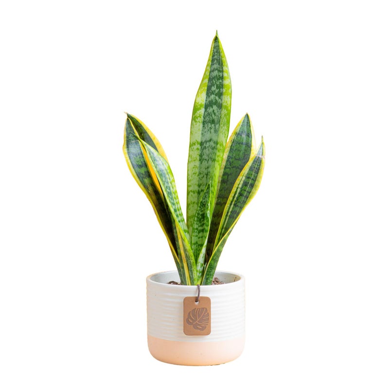 Costa Farms Snake Plant, Small Live Plant in Decorative Pot, Easy to Maintain, Air Purifying Succulent Indoor Houseplant, Assorted Variety, Home, Room, or Office DÃ©cor, 8-12 Inches Tall - Image 1