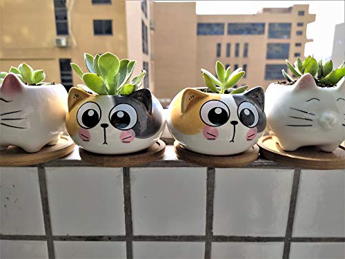Cuteforyou Succulent Pots,Cute Animal Shaped Cartoon Ceramic Succulent Cactus Flower Planters -Plant Not Included (Cat) - Image 3