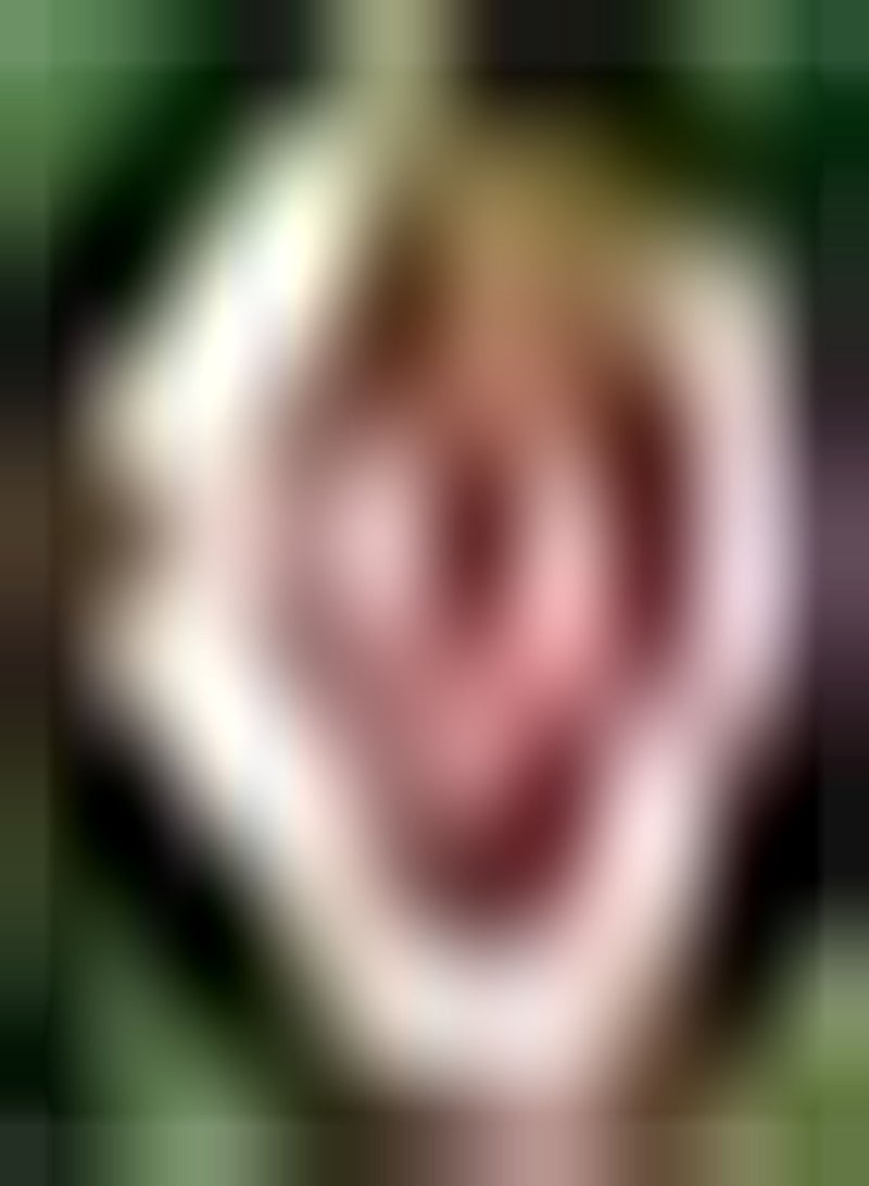 GGOOT 100pcs Roze Stokroos Zaden Geplant in Outdoor Patio Meerjarige Struik Charmante Aroma Prachtige Kleur Geschikt voor Woonkamer Decoratie - Image 2