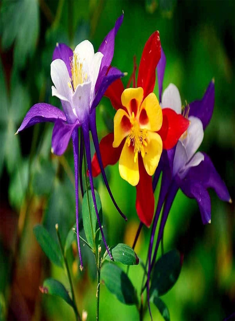 GGOOT Aquilegia Seed Mix Granny's Bonnet Columbine Seeds for Planting About 100 Pcs Seeds - Image 1