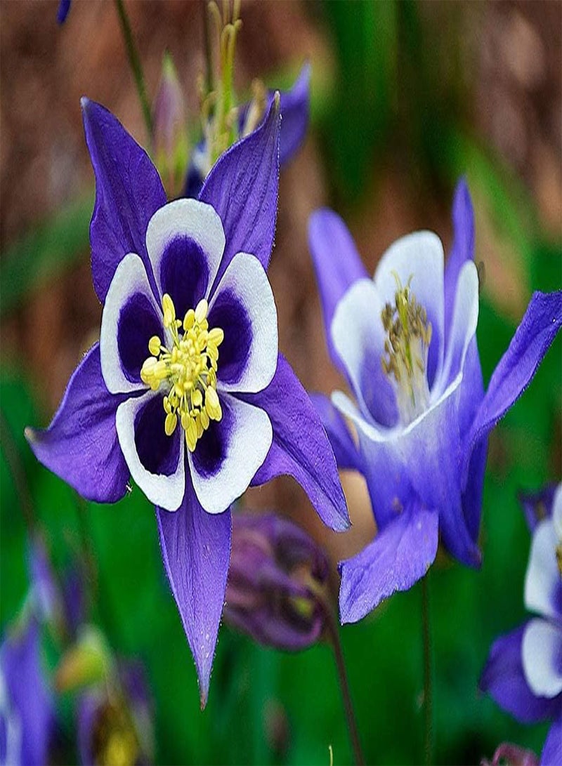 GGOOT Aquilegia Seed Mix Granny's Bonnet Columbine Seeds for Planting About 100 Pcs Seeds - Image 5