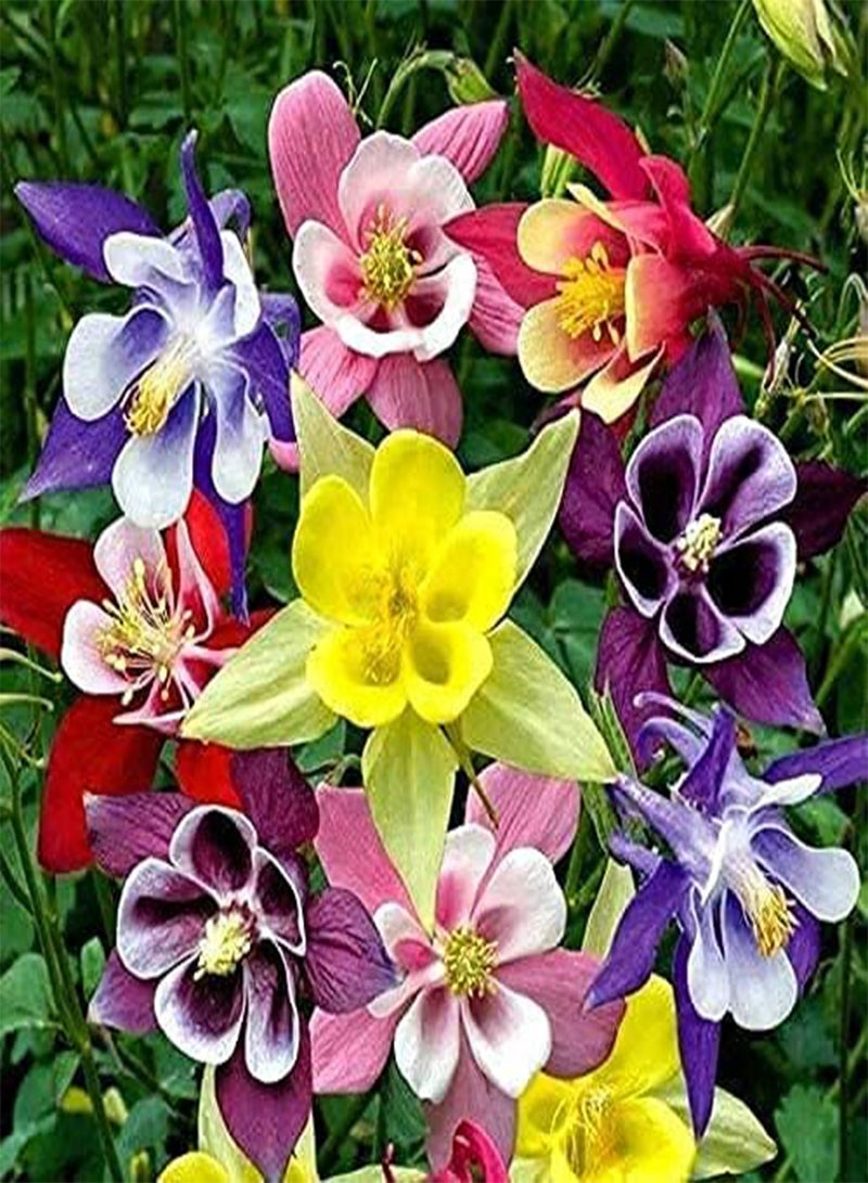 GGOOT Aquilegia Seed Mix Granny's Bonnet Columbine Seeds for Planting About 100 Pcs Seeds - Image 4