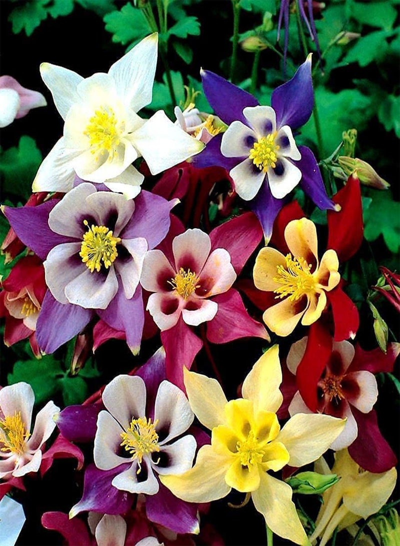 GGOOT Aquilegia Seed Mix Granny's Bonnet Columbine Seeds for Planting About 100 Pcs Seeds - Image 3