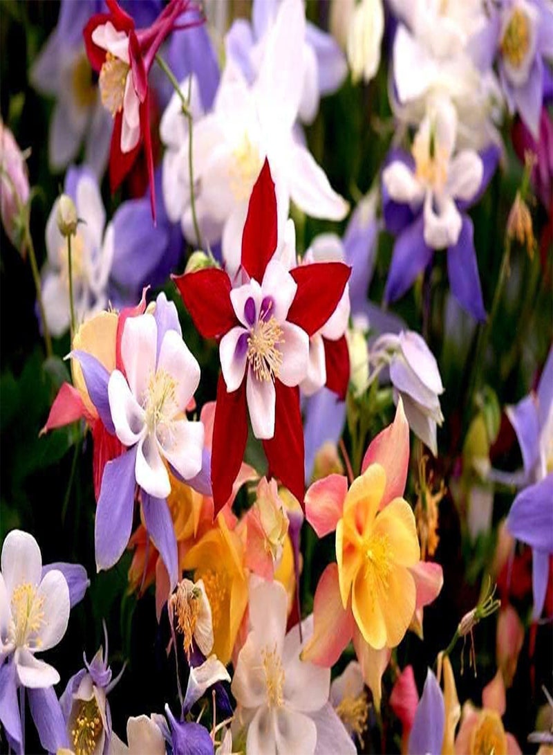 GGOOT Aquilegia Seed Mix Granny's Bonnet Columbine Seeds for Planting About 100 Pcs Seeds - Image 2
