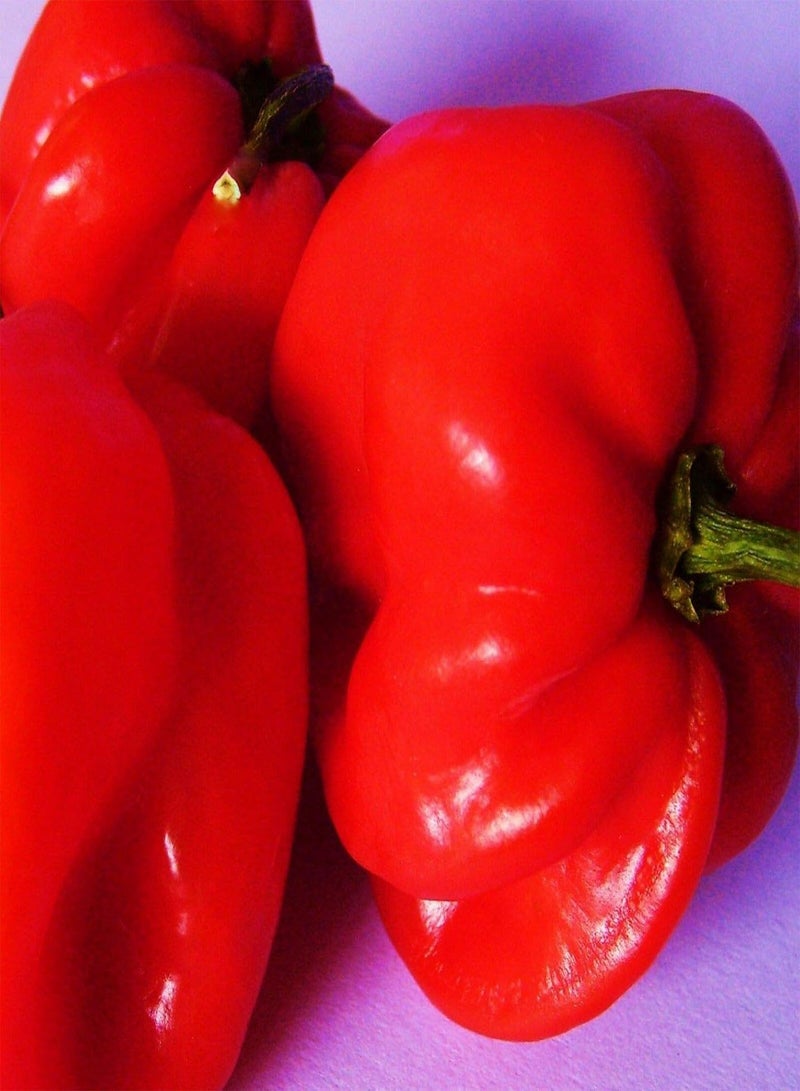 GGOOT 15 seeds of Chilli Pepper Scotch Bonnet Red