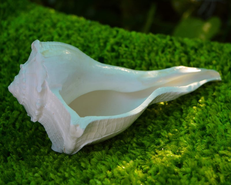 craftslook Dakshinavarti Shankh 6" inch | Natural Right-Handed Valampuri Conch Shell for Diwali Pooja | Lakshmi Sangu for Worship, Abhishek, Vastu, Decor & Hindu Religious Gift - Image 1