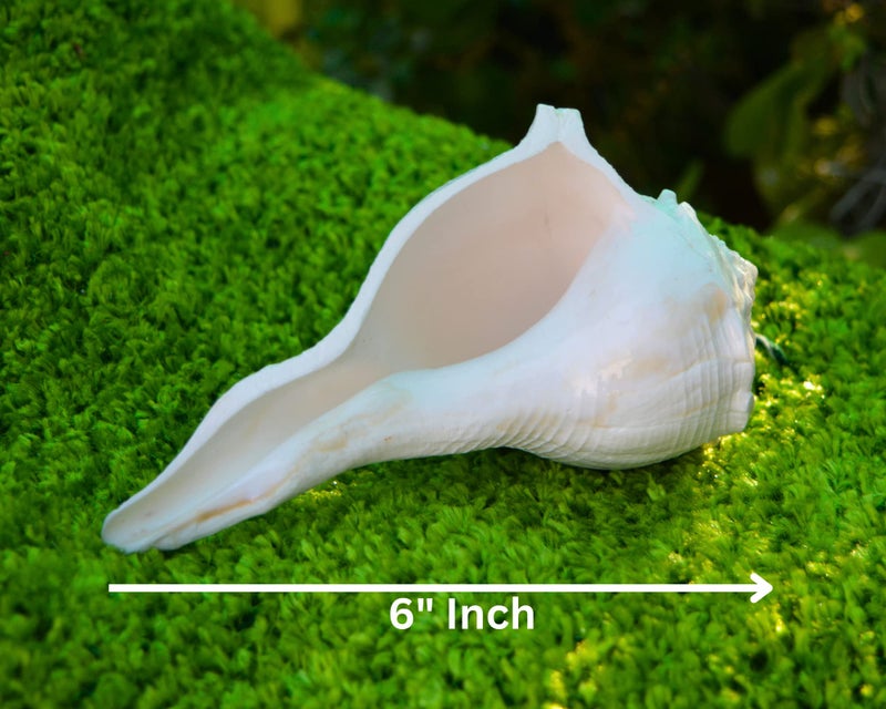 craftslook Dakshinavarti Shankh 6" inch | Natural Right-Handed Valampuri Conch Shell for Diwali Pooja | Lakshmi Sangu for Worship, Abhishek, Vastu, Decor & Hindu Religious Gift - Image 2