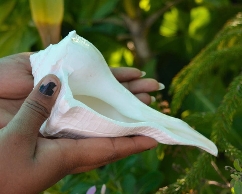 craftslook Dakshinavarti Shankh 6" inch | Natural Right-Handed Valampuri Conch Shell for Diwali Pooja | Lakshmi Sangu for Worship, Abhishek, Vastu, Decor & Hindu Religious Gift - Image 3