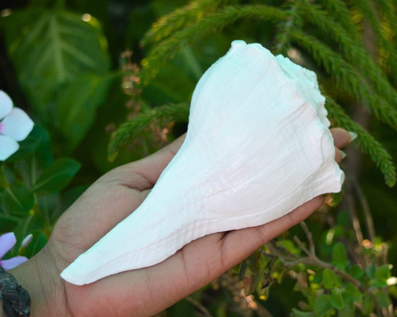craftslook Dakshinavarti Shankh 6" inch | Natural Right-Handed Valampuri Conch Shell for Diwali Pooja | Lakshmi Sangu for Worship, Abhishek, Vastu, Decor & Hindu Religious Gift - Image 4