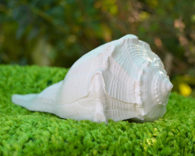 craftslook Dakshinavarti Shankh 6" inch | Natural Right-Handed Valampuri Conch Shell for Diwali Pooja | Lakshmi Sangu for Worship, Abhishek, Vastu, Decor & Hindu Religious Gift - Image 5