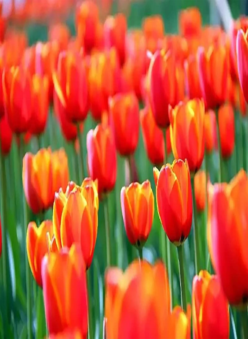 GGOOT 10pcs Oranje Tulpenbollen Unieke Kleur Tuin Bloemenshow Essentieel Landschap Decoratievormend Landschap Brengt Gevoel Van Voltooiing - Image 3